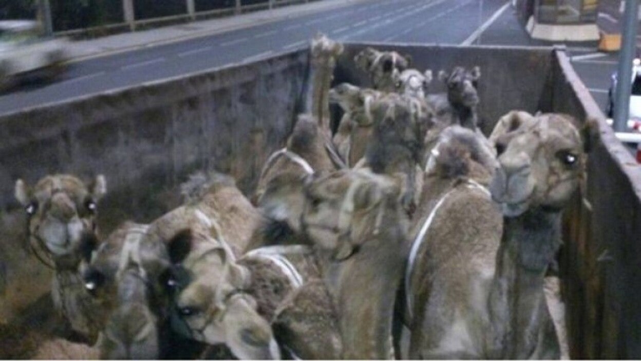 Cabalgata sin camellos