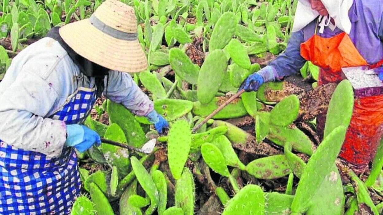 La cochinilla toma la senda del BIC