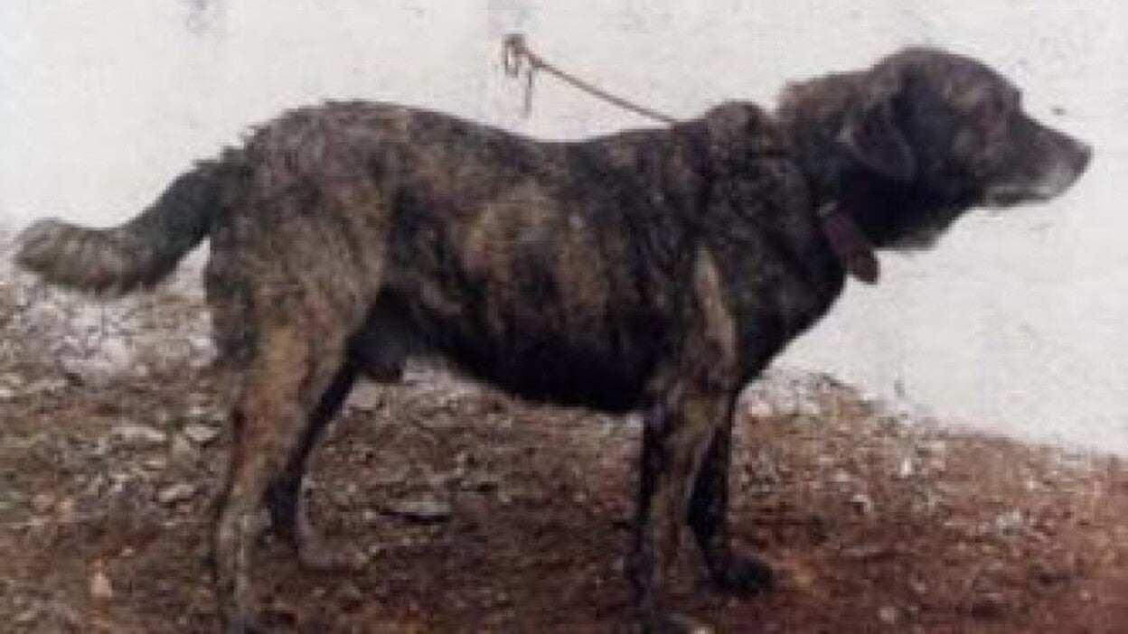 La leyenda de la cinofagia: ¿comían perros los antiguos canarios?