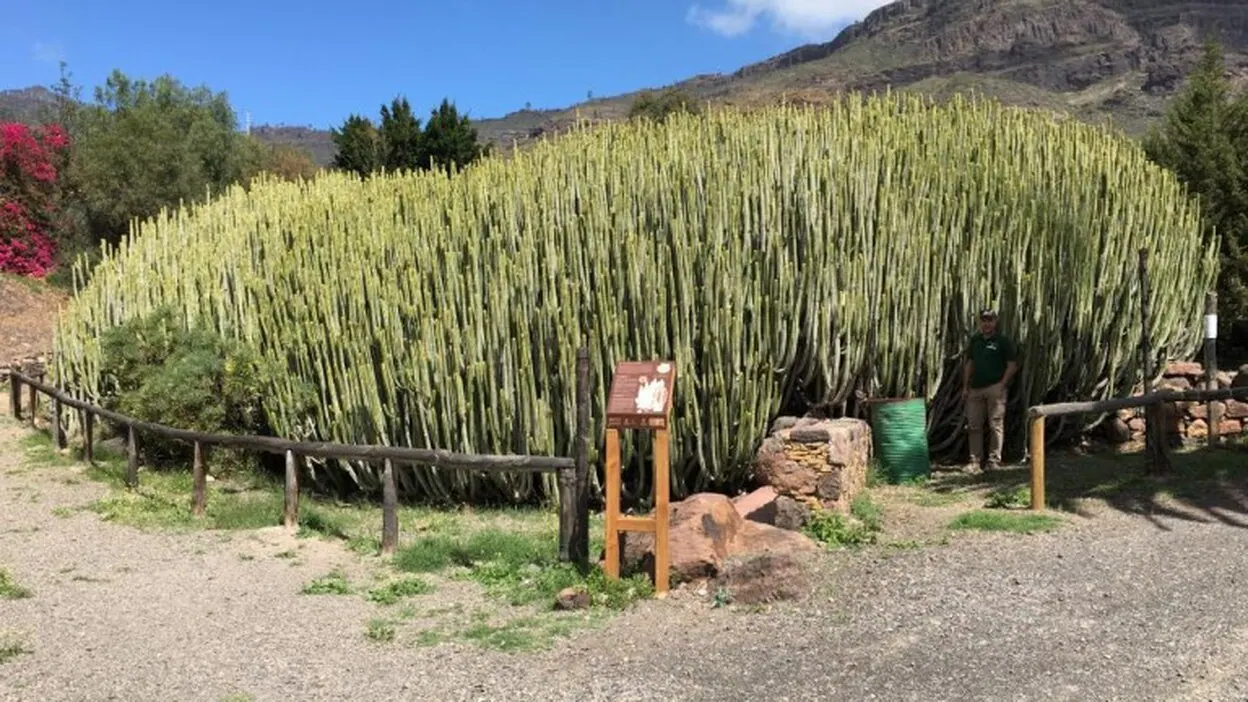 Árboles singulares de Gran Canaria