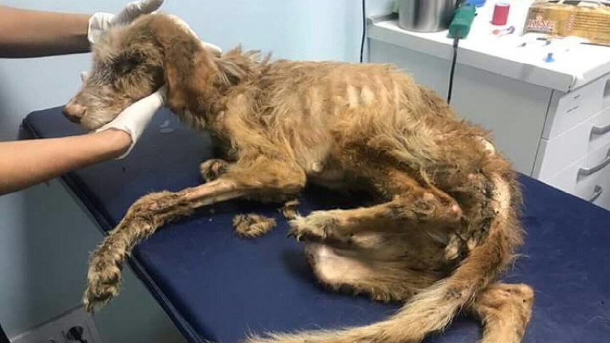 Muere uno de los perros desnutridos en Telde