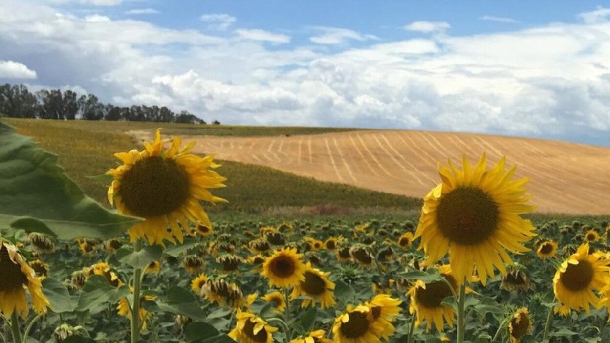 Aceite de girasol o pescado, daña el hígado