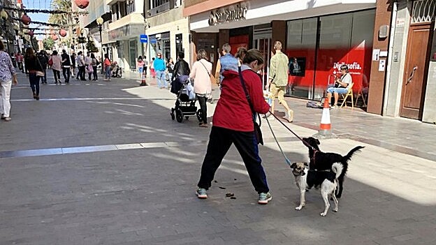 Prohibido cortar el rabo o las orejas a las mascotas