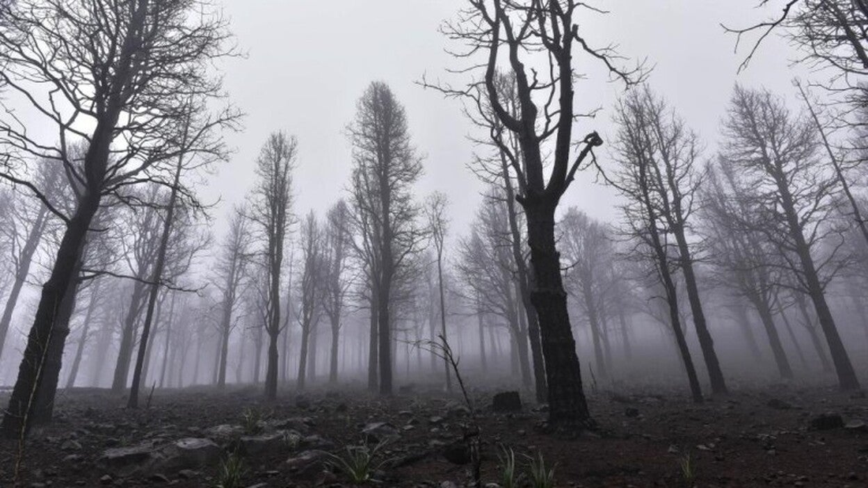 El Gobierno prepara las ayudas por el incendio