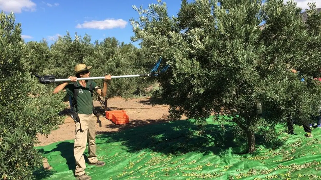 Olivafuer nace para defender el cultivo del olivo en la isla