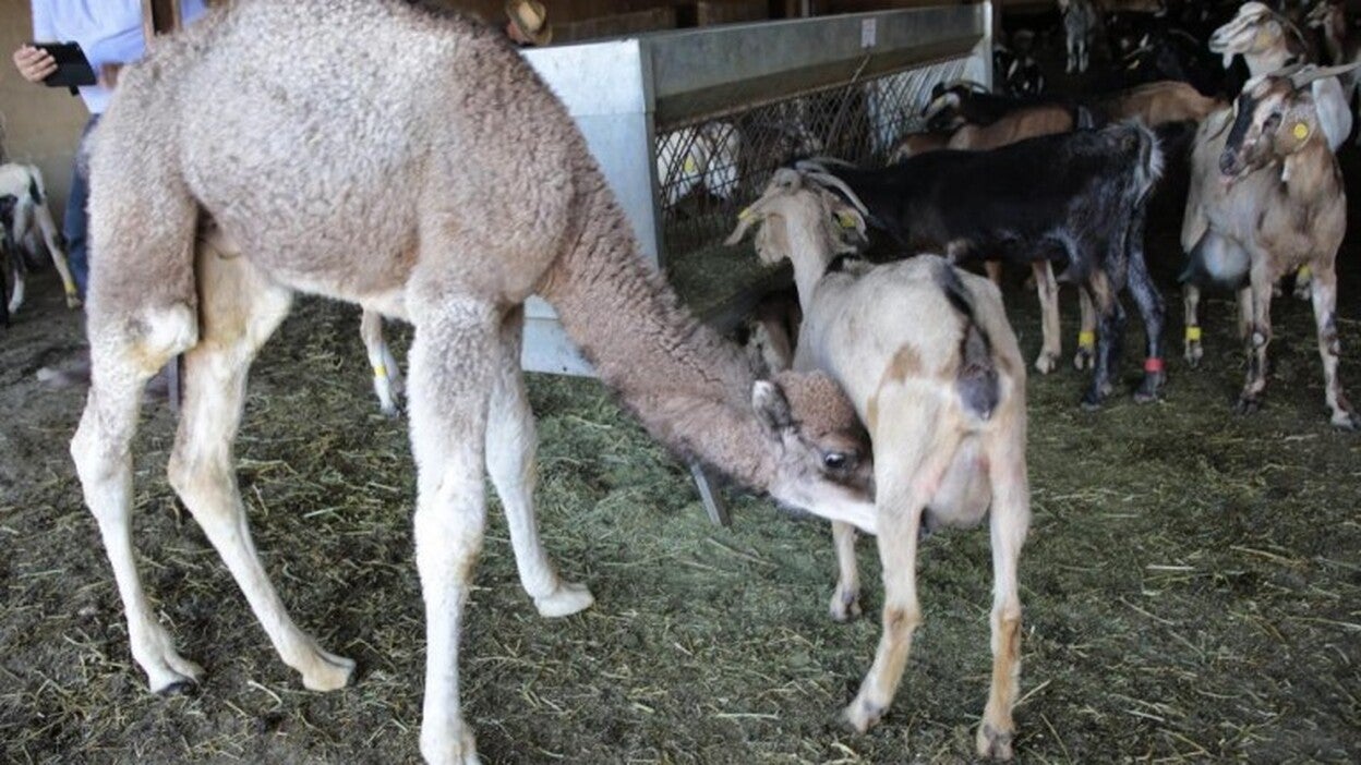 La camellita adoptada por una cabra