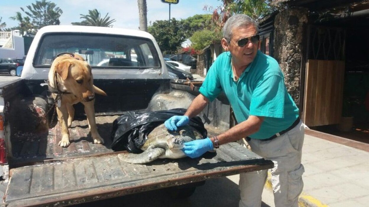 Vara una tortuga verde