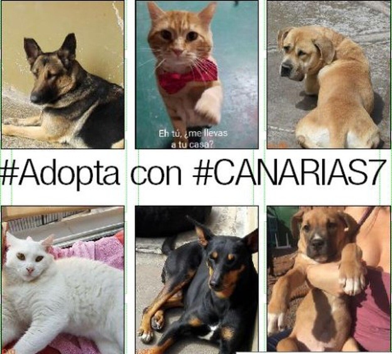 Adopta con CANARIAS7