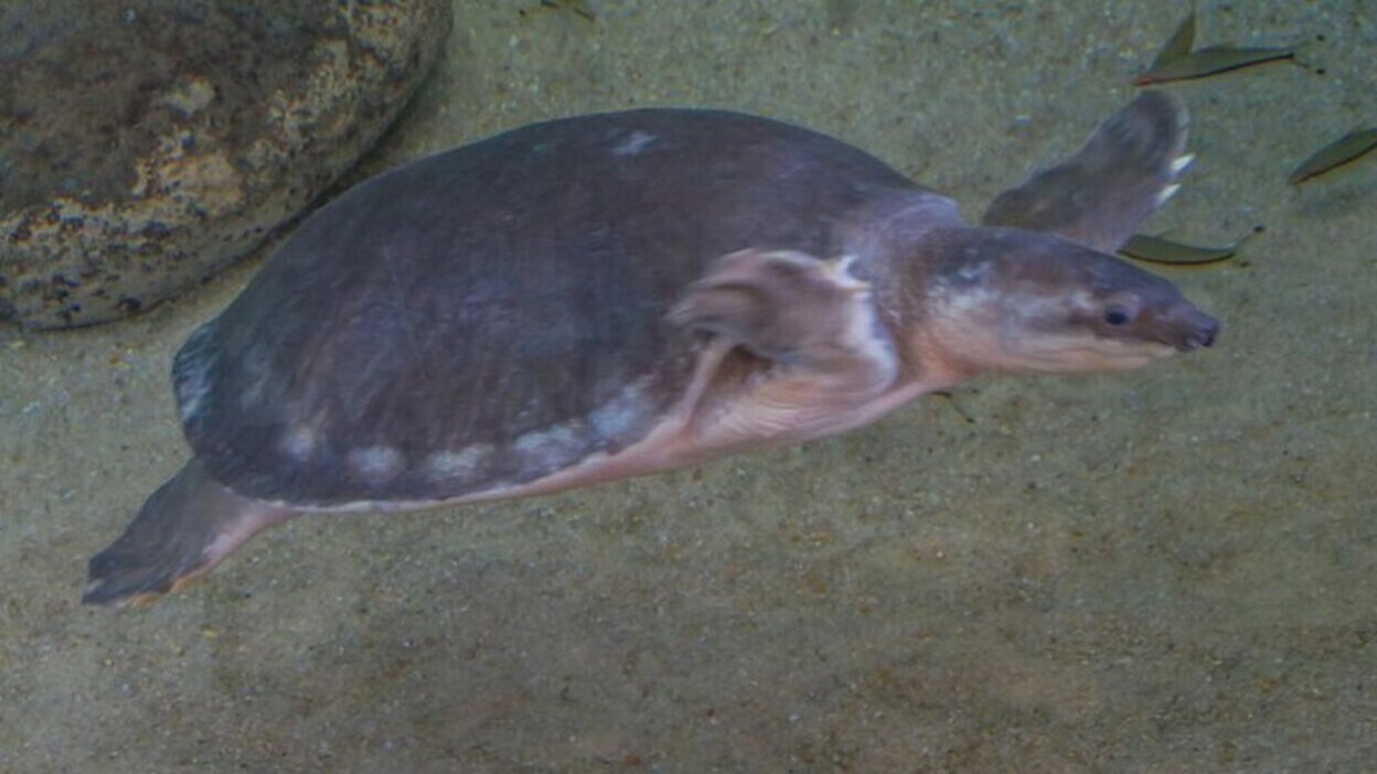 Poema del Mar, hospital para tortugas heridas