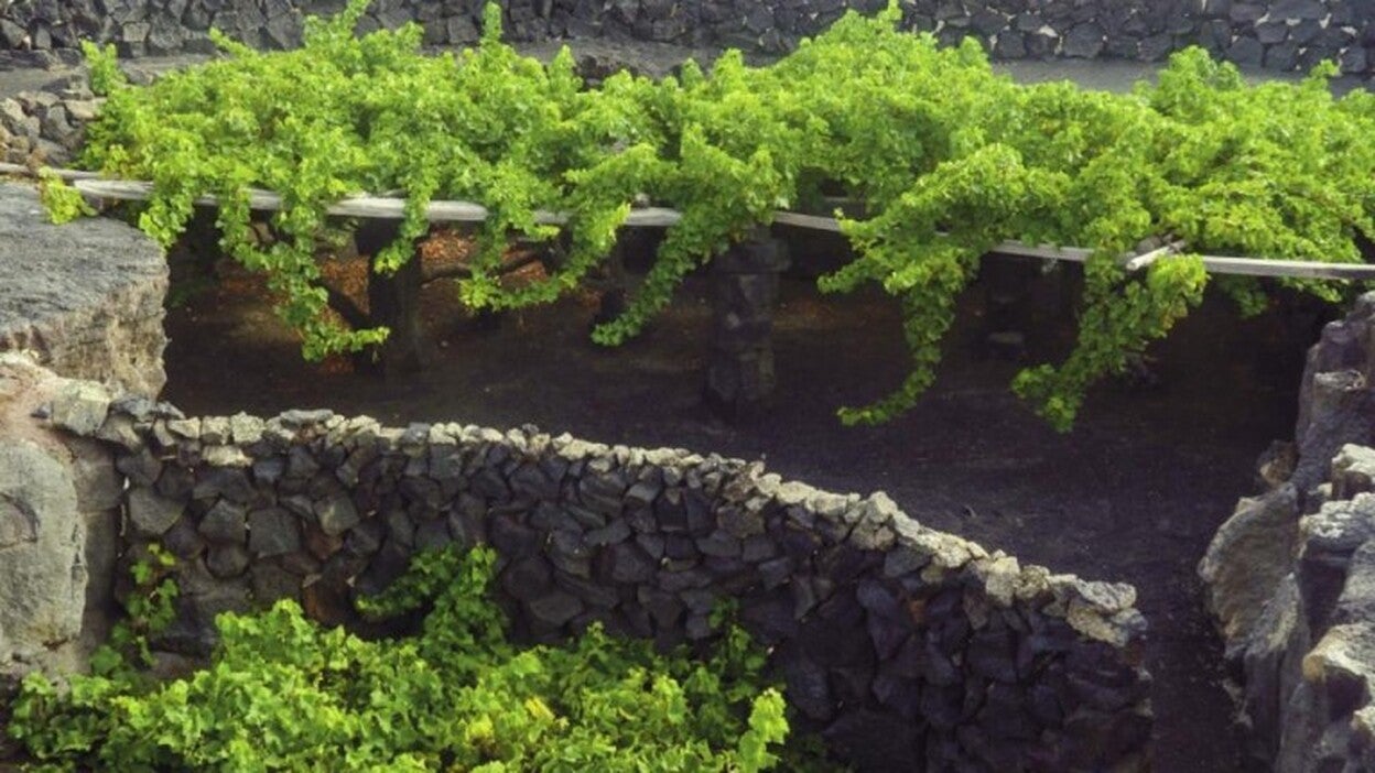 Vinos de Lanzarote, el tesoro mejor guardado por los volcanes