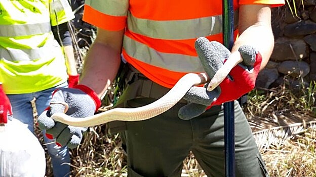Una voluntaria tras cazar una serpiente. / C7