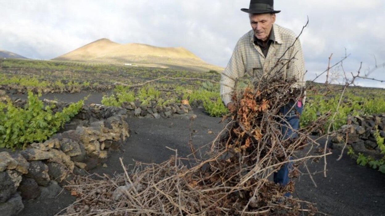La vendimia será este verano tan generosa como la de 2017