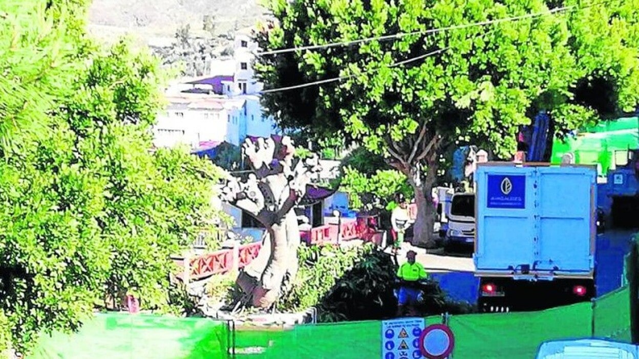 Comienza la poda de árboles en Tejeda