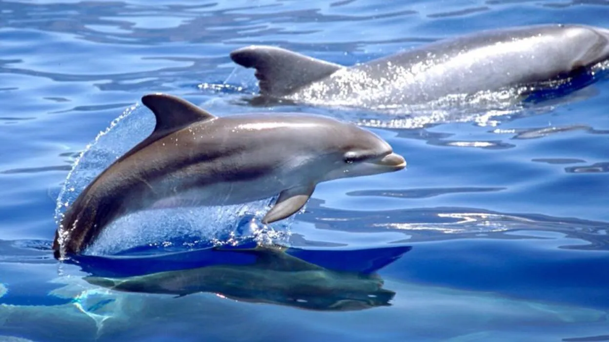 Delfines macho individualizan con "nombres" a amigos y rivales de su entorno