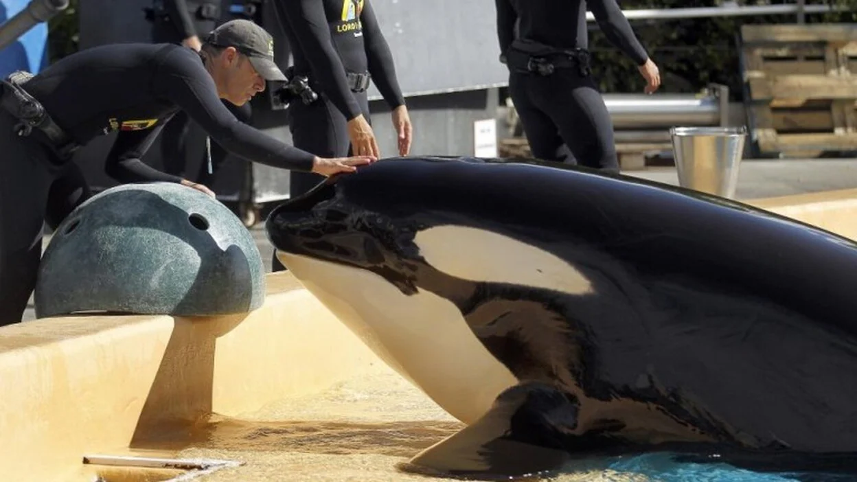 Morgan, la orca sorda del Loro Parque, será madre a la vuelta del verano