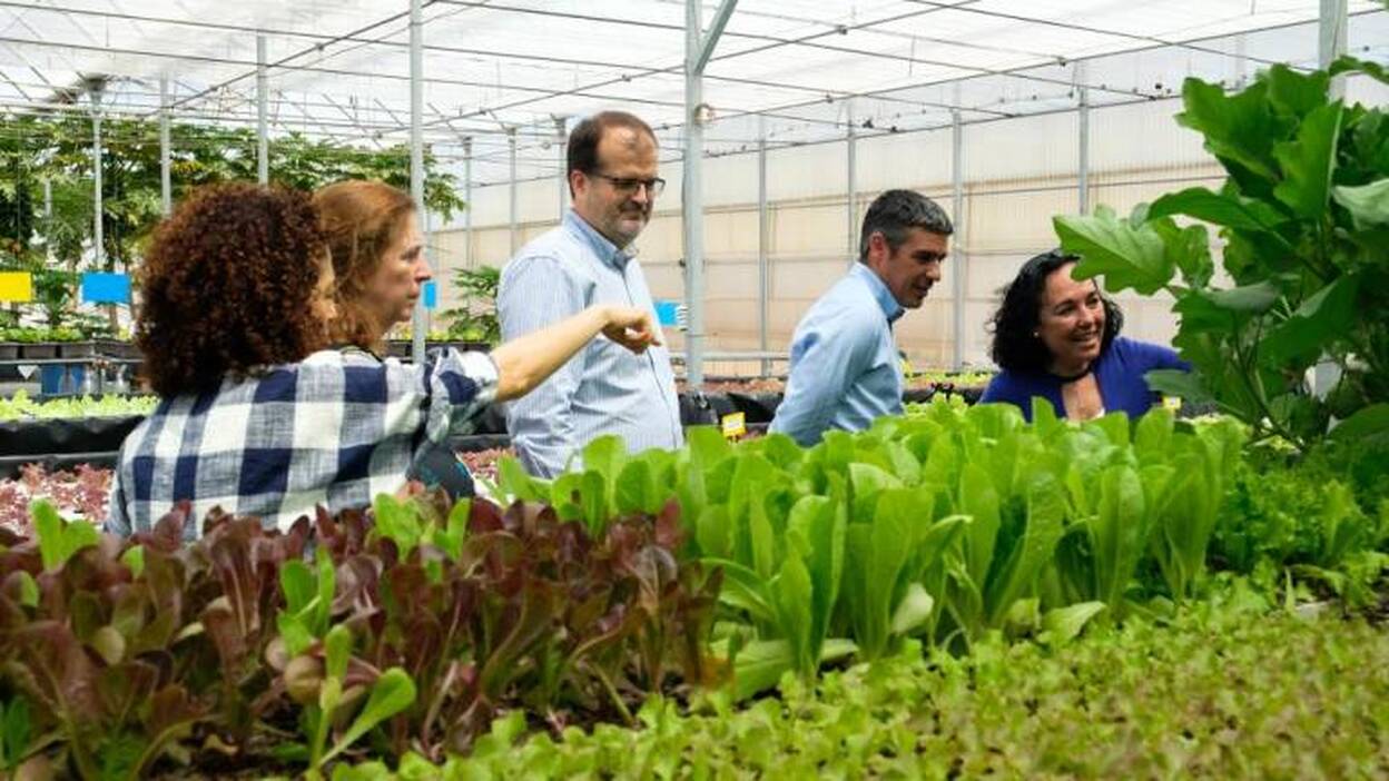 Lechugas que crecen en la pecera