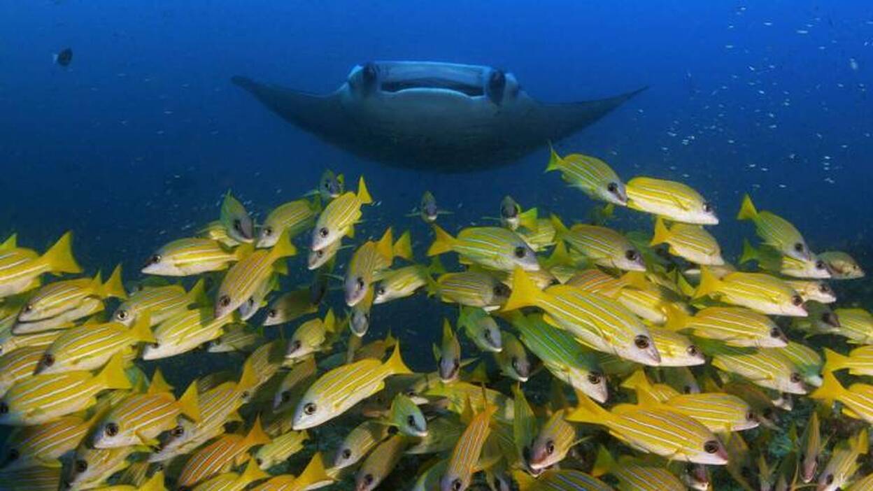 7 planes únicos para este verano en Canarias