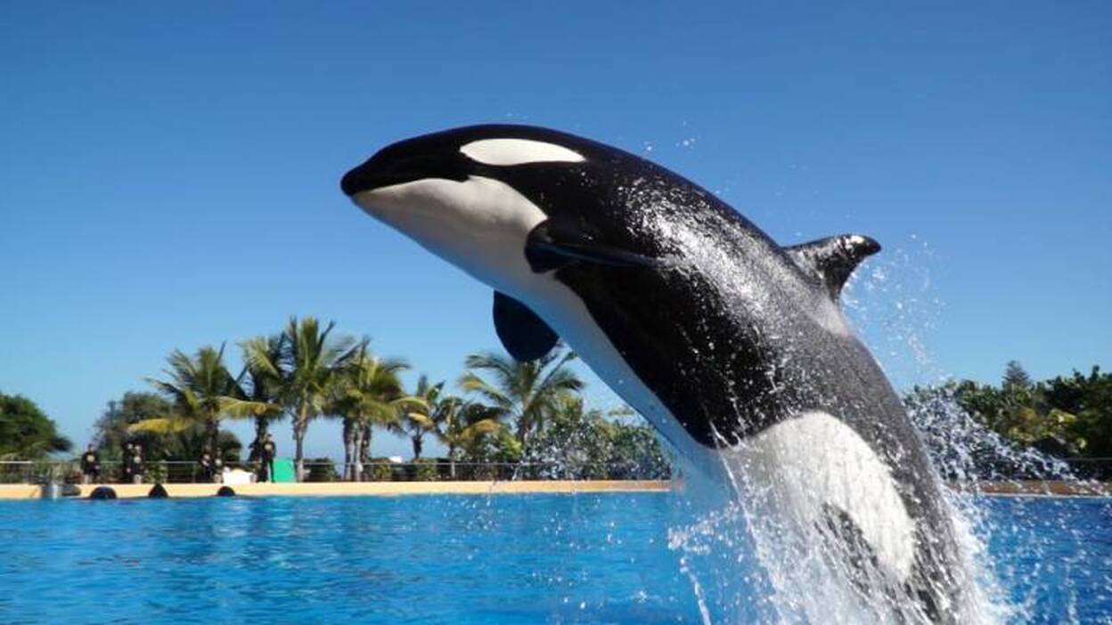 La orca Morgan, en la cuenta atrás para su parto en Loro Parque