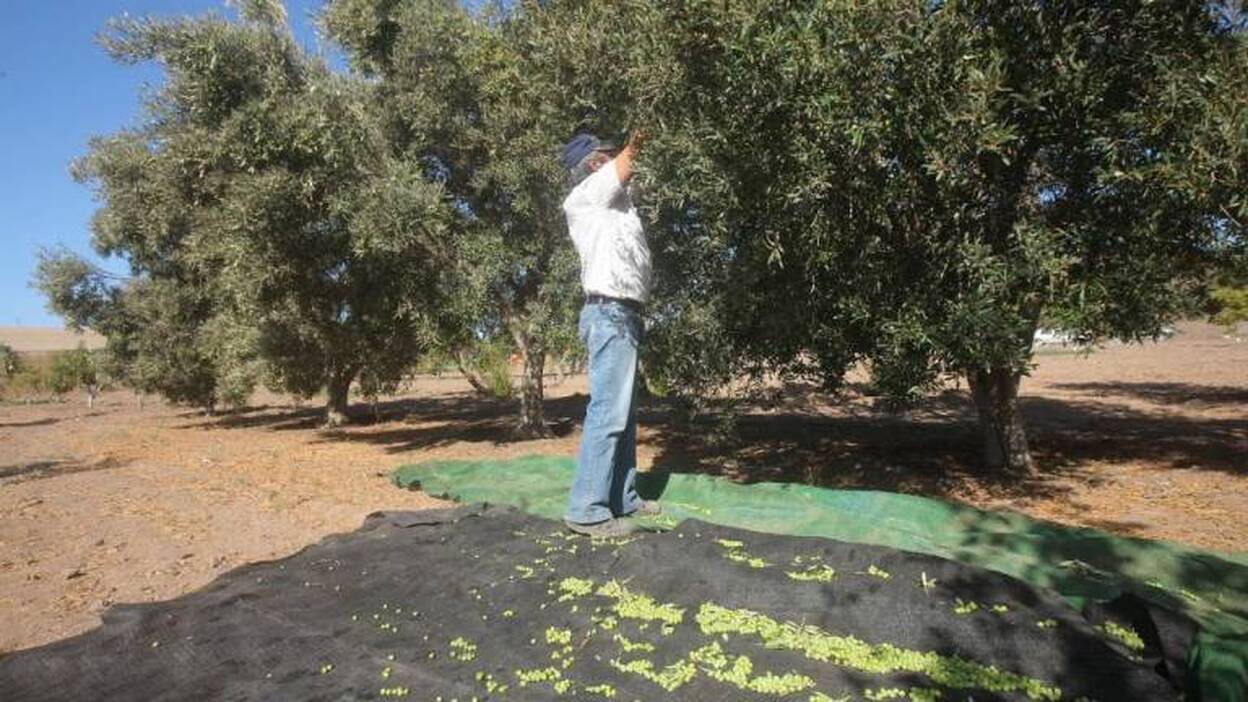 La cosecha de la aceituna peligra por los constantes cortes de agua en Pájara
