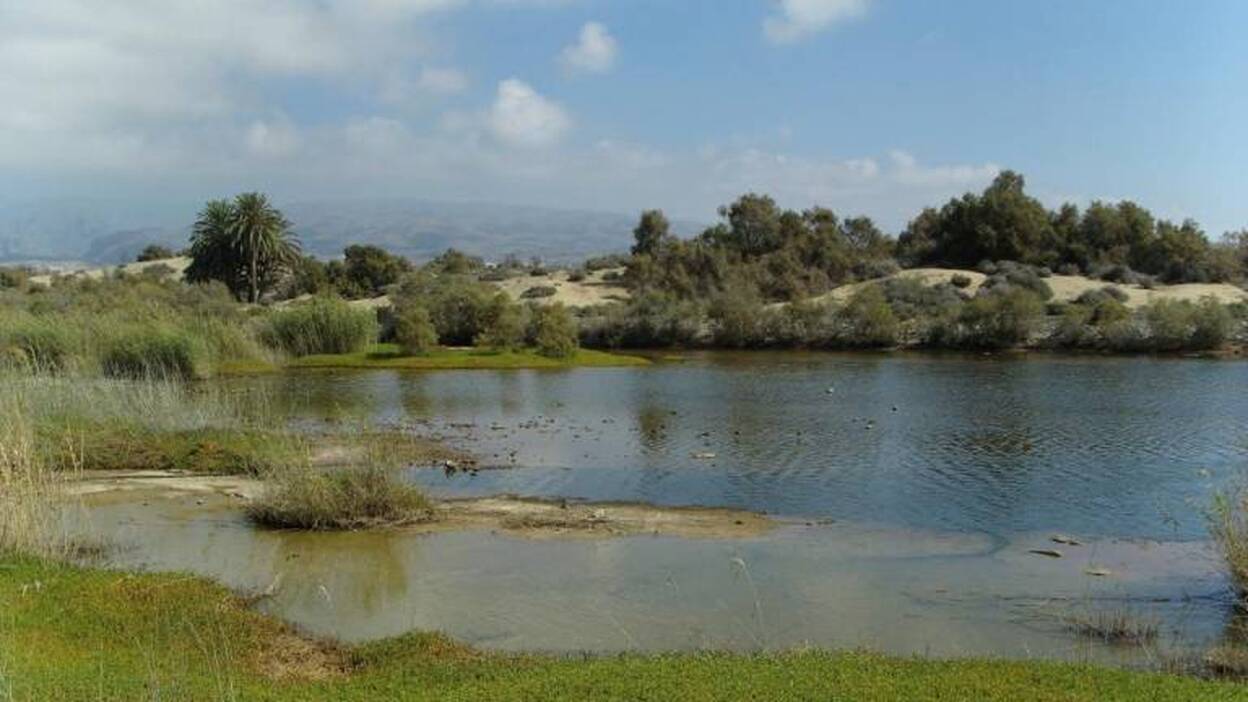 Canarias prepara censo de humedales para estudiar aves acuáticas invernantes