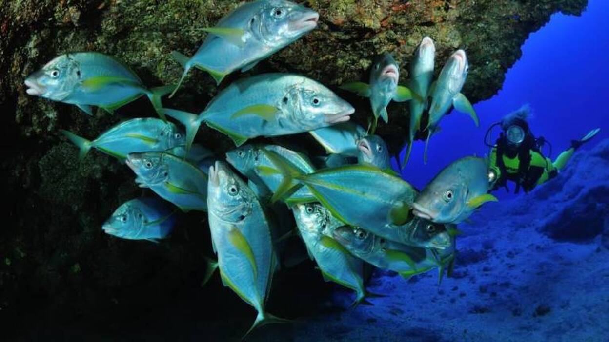 El parque marino suelta amarras