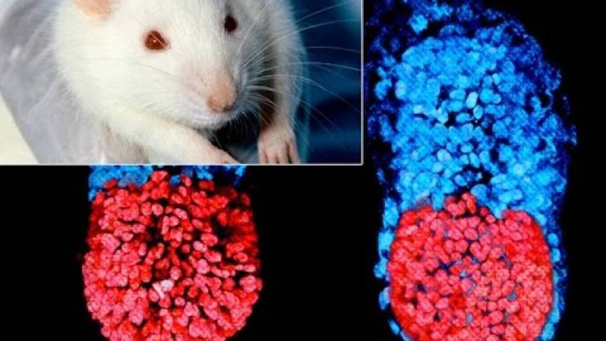 Utilizan células madre de ratón para crear embriones artificiales