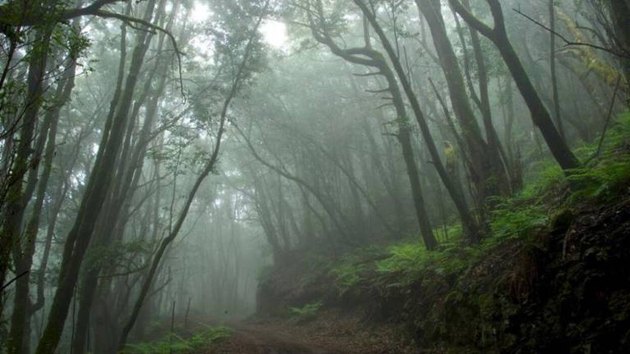 La biodiversidad de La Gomera, lujo y responsabilidad