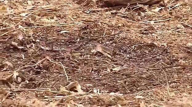 El Ayuntamiento pide al Gobierno ayuda para acabar con las moscas