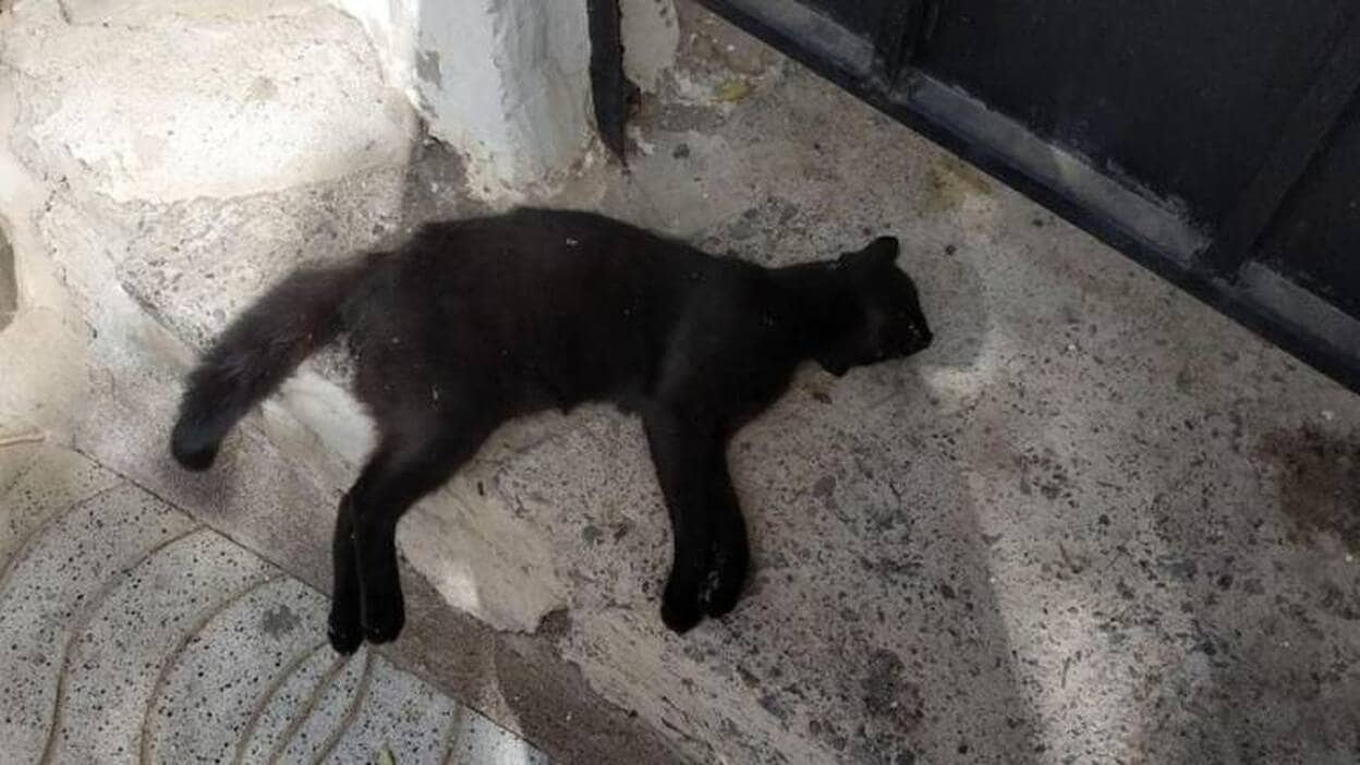 Podemos denuncia la matanza de gatos en Mogán