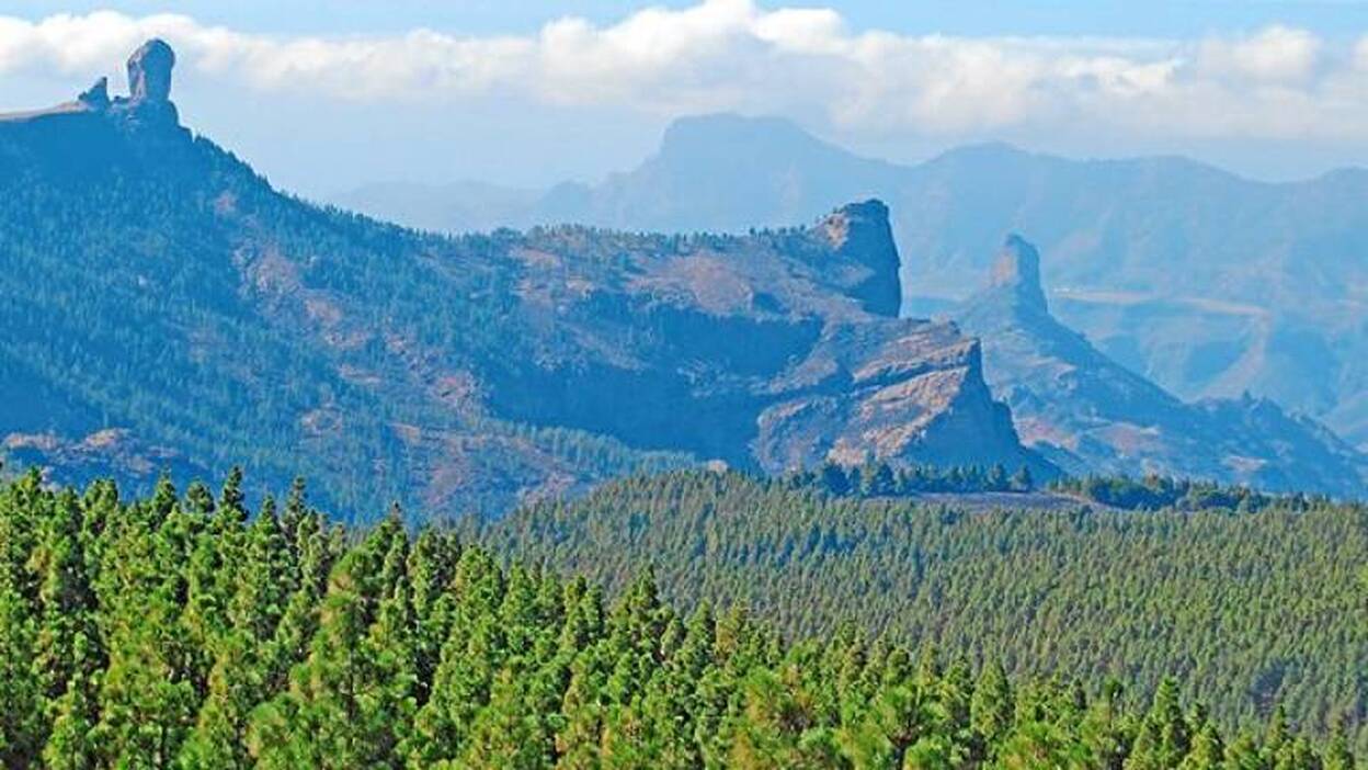 La riqueza forestal de Gran Canaria
