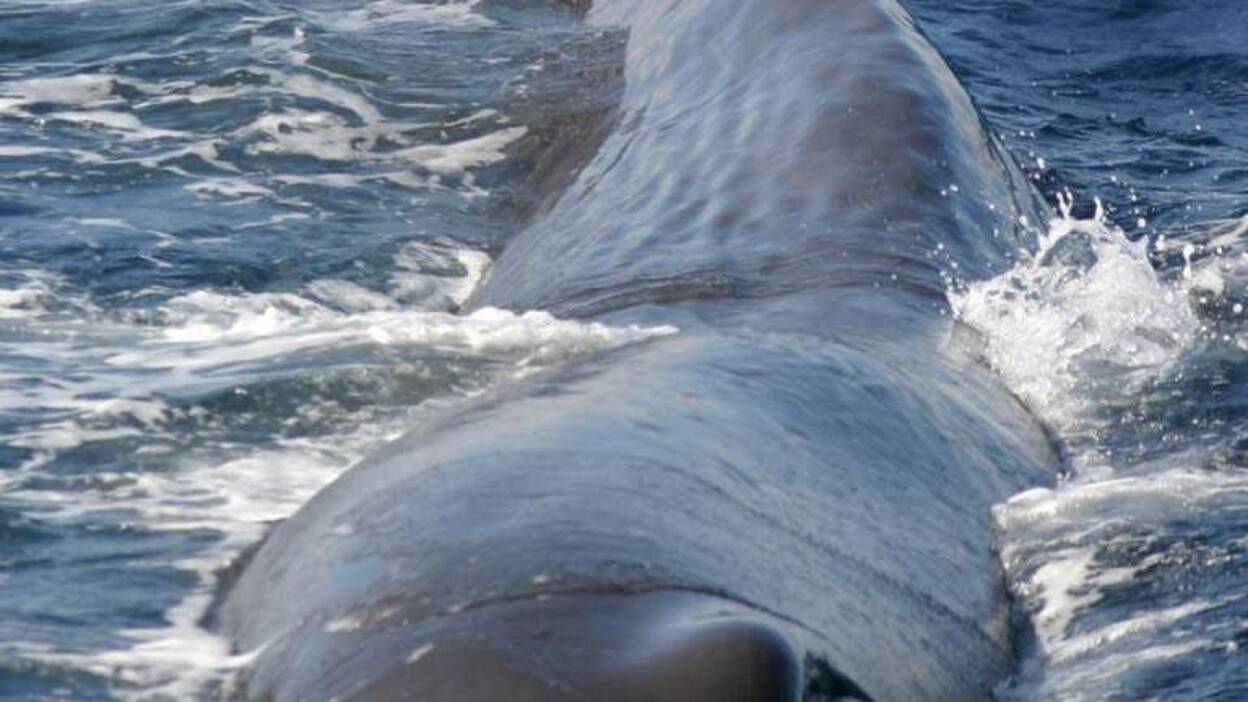 La huella de Canarias revela que los cachalotes no son animales solitarios