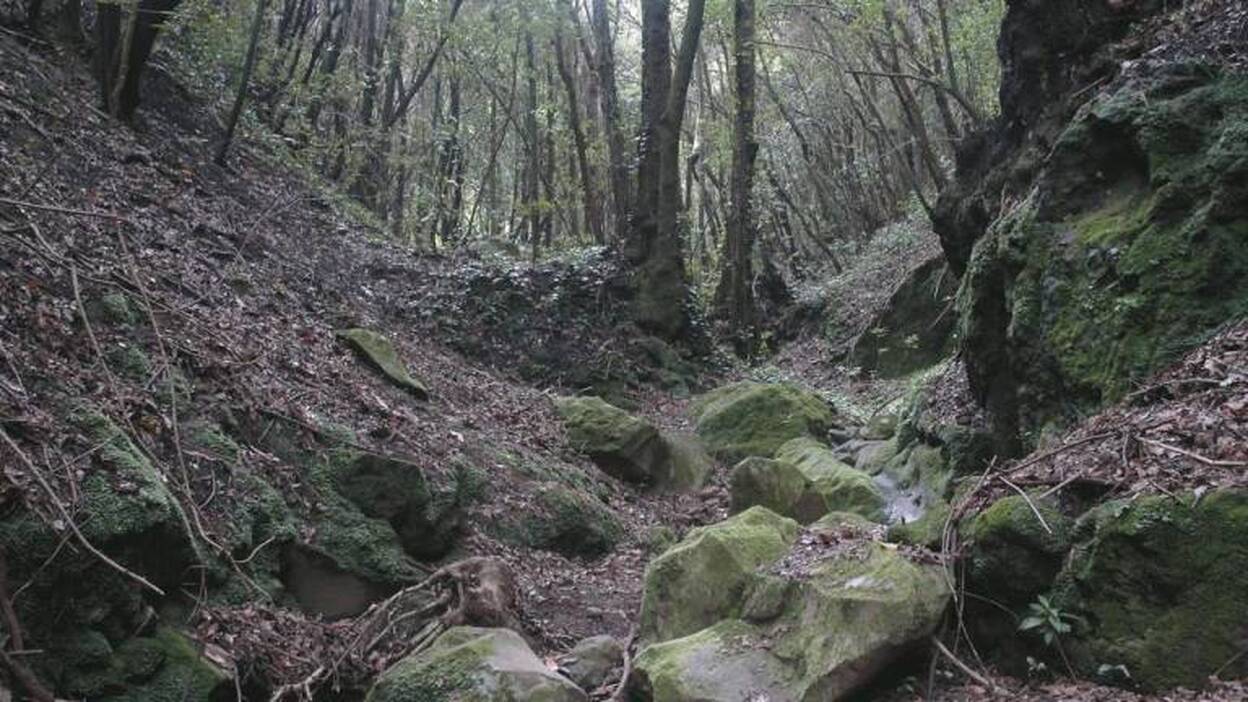 El cambio climático lleva a un «alarmante retroceso» de las laurisilvas canarias