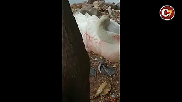 Denuncian el deplorable estado de un cisne