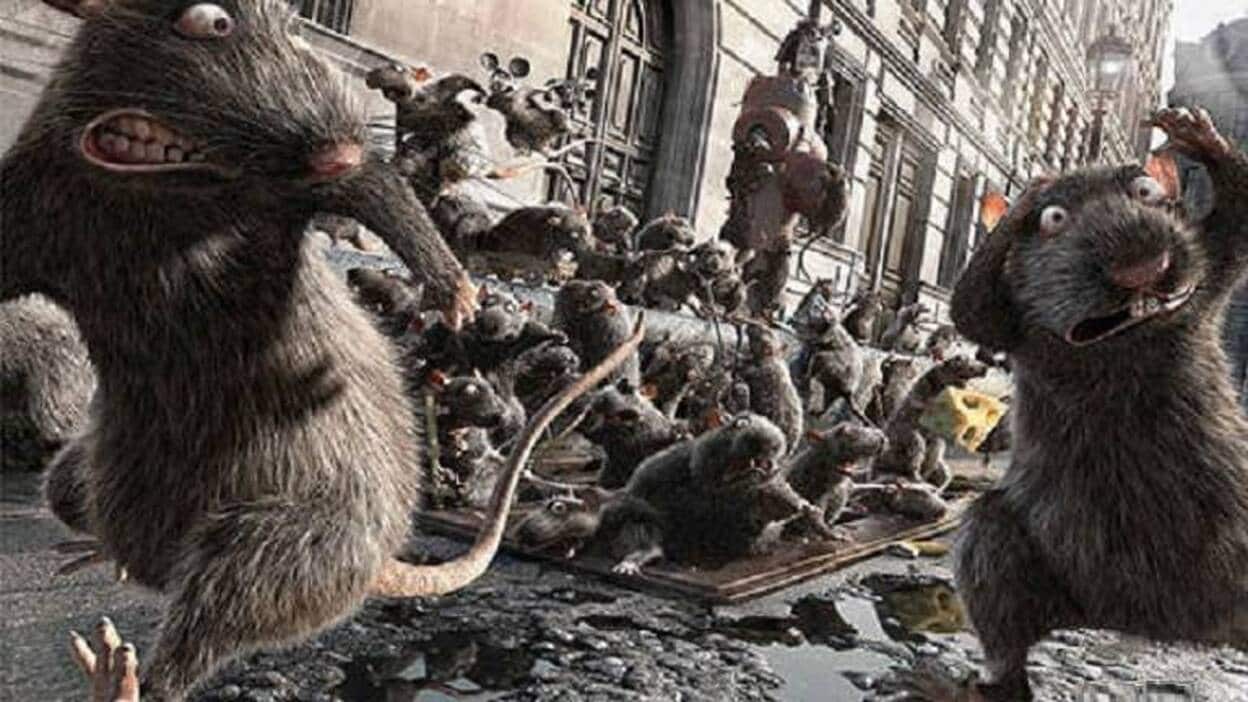 Estamos rodeados de ratas
