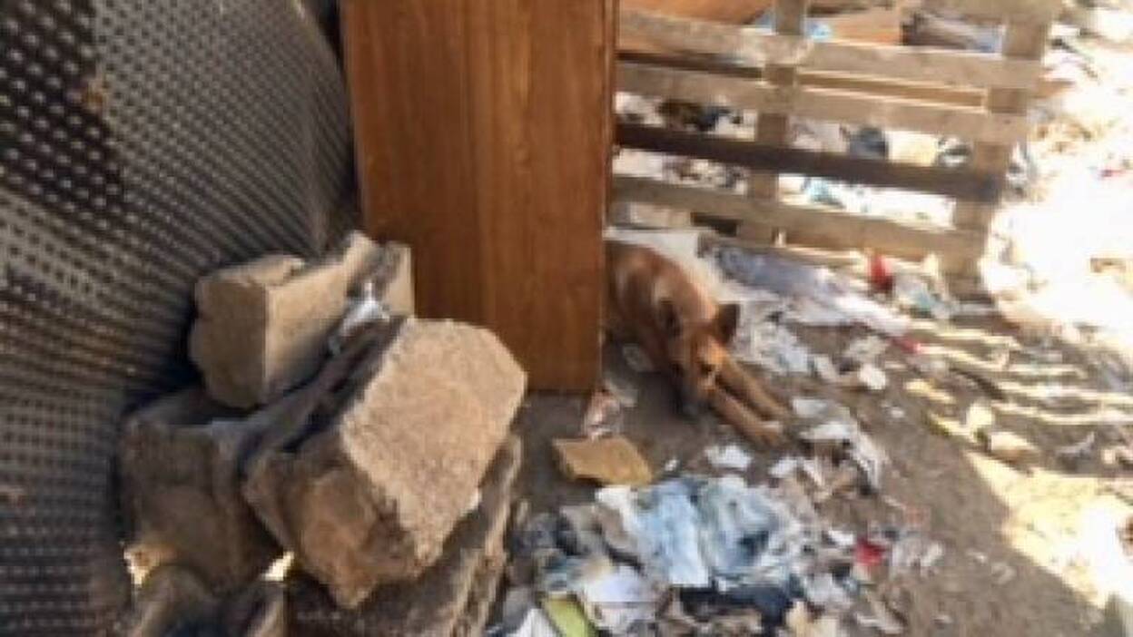 Rescatan ocho animales de una finca en Las Remudas tras una denuncia vecinal
