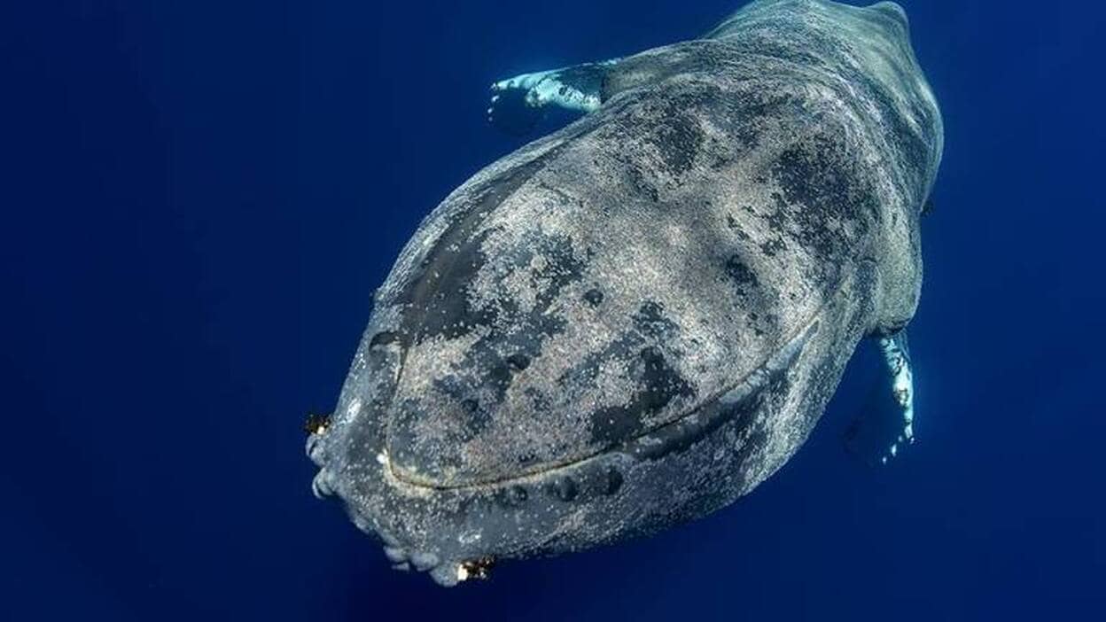 Localizan a «la madre de todas las ballenas» en Tenerife