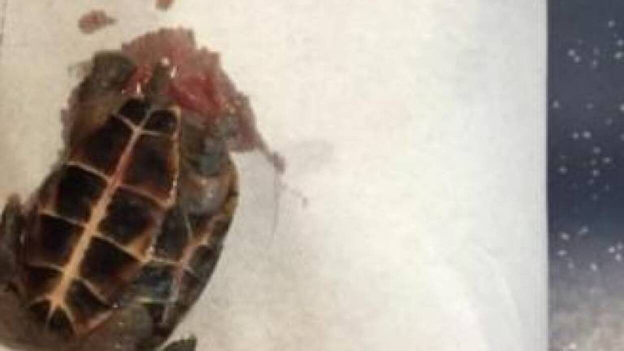 La Policía sospecha de una agresión sexual a la turista que tenía una tortuga en la vagina