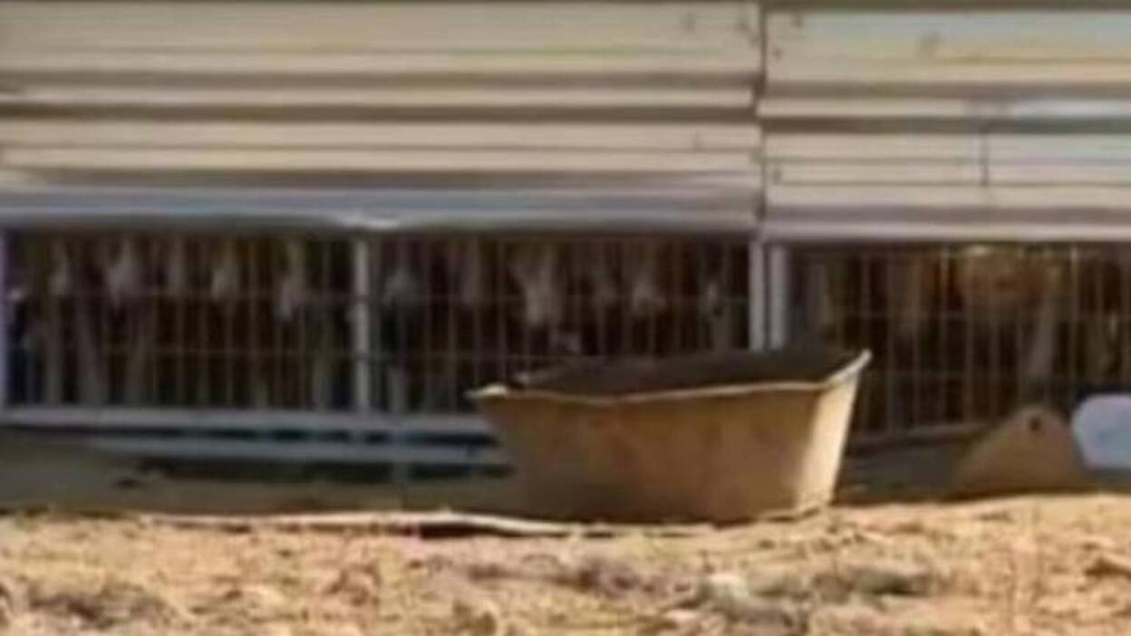 Los ‘90 Podencos’, hacinados en Agüimes