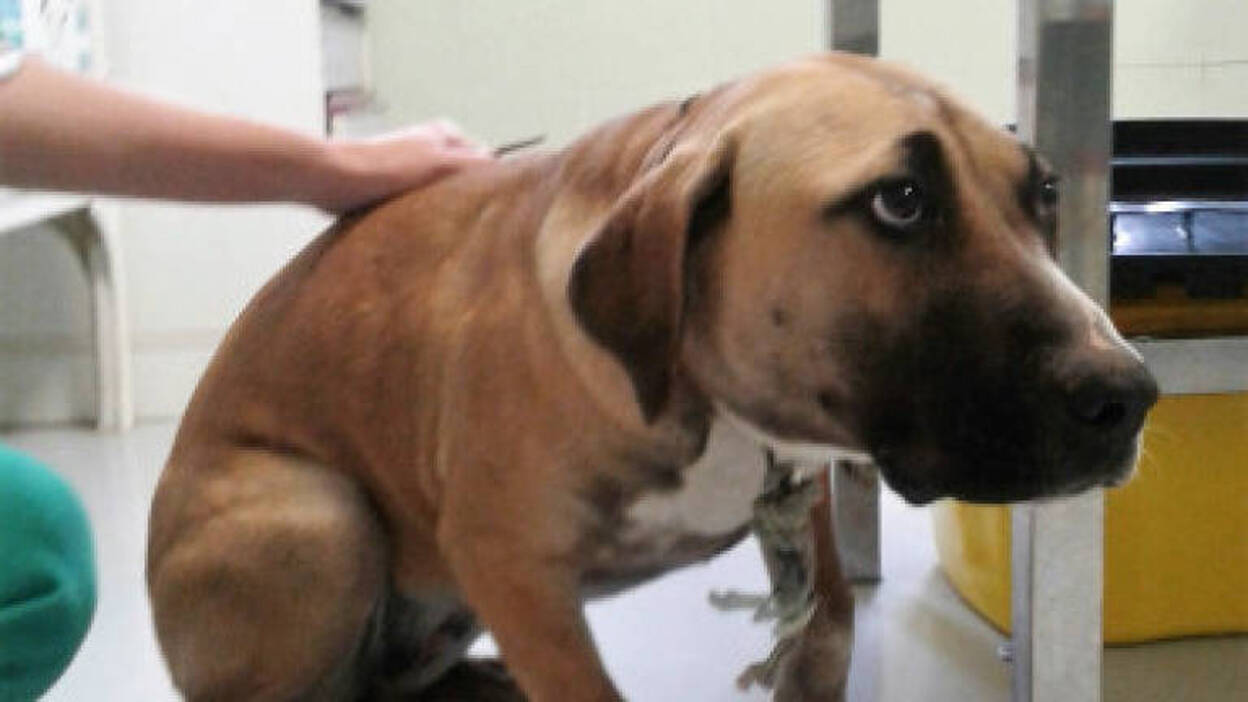 La abandonan atada a la parada de guaguas