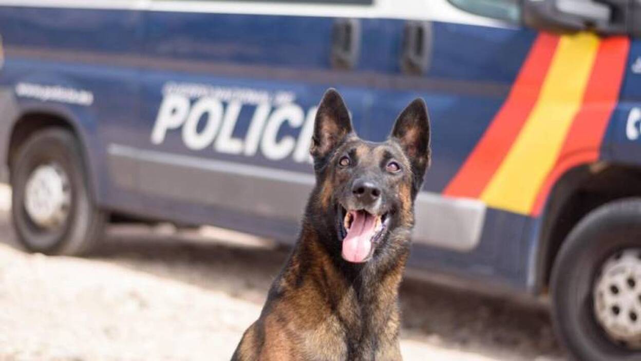 Avalancha de solicitudes para adoptar a Pol