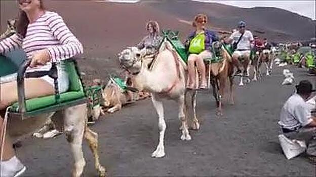 Denuncian las malas condiciones de los camellos de Timanfaya