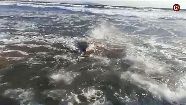 Así fue el rescate del delfín en Vargas