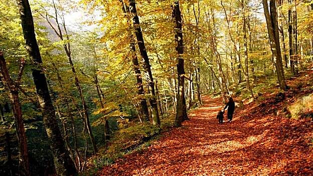 Bosque de Belgrado, en Estambul, donde se investiga que pudo ser trasladado el cadáver de Khashoggi.