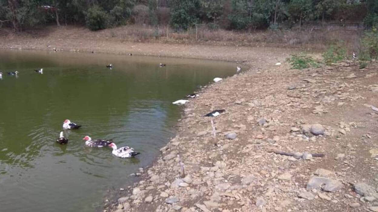 Aparece una veintena de patos muertos en Llanos de María Rivera