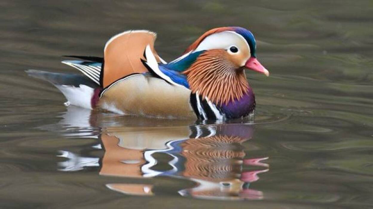 Un colorido pato de Asia aparece en Nueva York