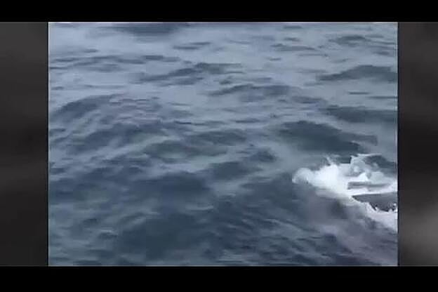 Emocionante rescate de una ballena