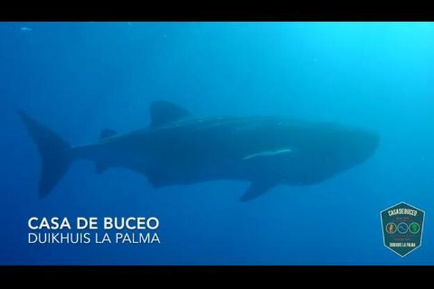 Un tiburón ballena en la costa de La Palma