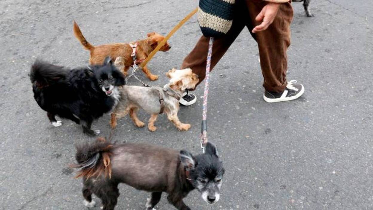 20 municipios se adhieren a la Red Canaria de Animales sin Hogar