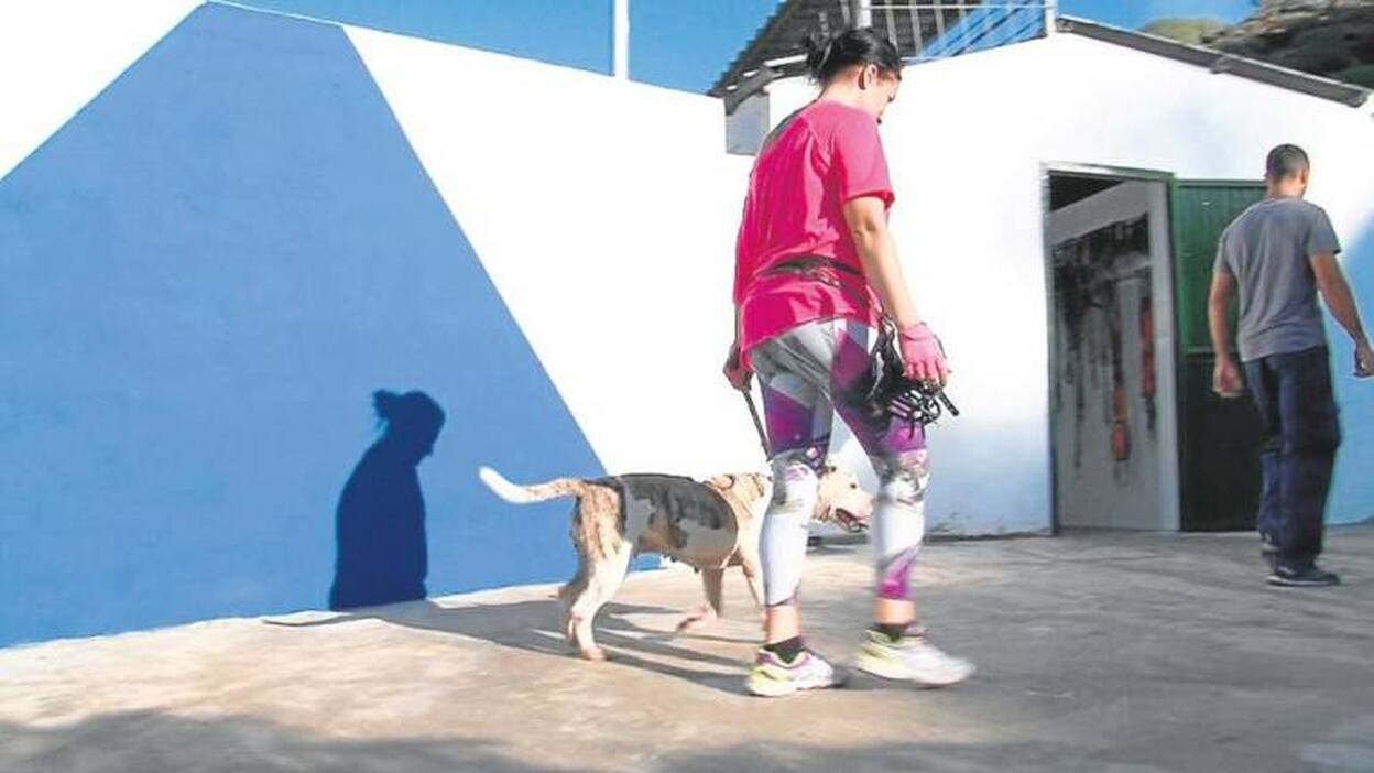 Mogán, a la cabeza en control de las mascotas abandonadas