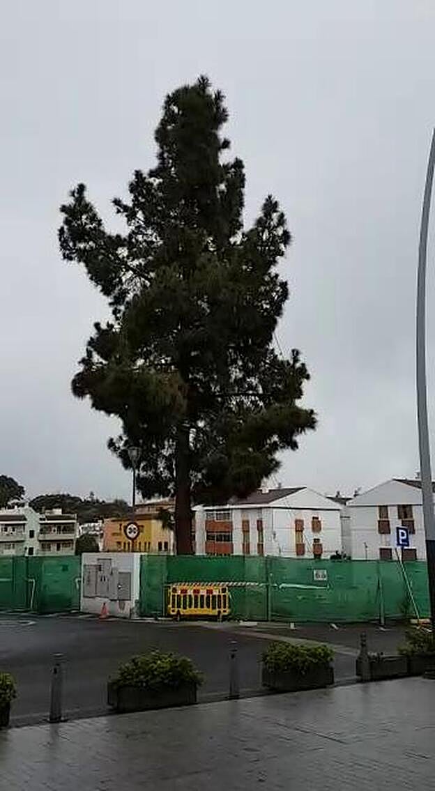 Enfado en San Mateo por la tala de un árbol